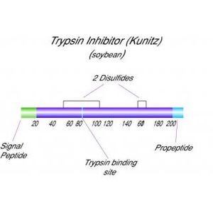 Trypsin Inhibitor, soybean-4