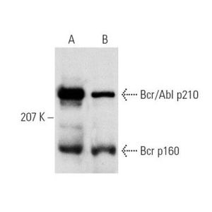 Bcr (G6) Alexa Fluor® 680