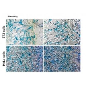 AdenoMag -Transduction Reagent