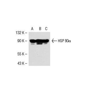 HSP 90α/β (F-8) X