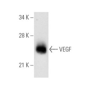 VEGF (C-1) AC