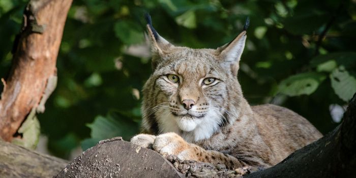 Generating Error-Free, Complete Reference Genomes for Vertebrates