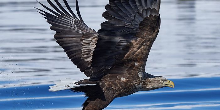 Conservationists Weigh the Possibility of Reintroducing Lost Eagle Species to Wales