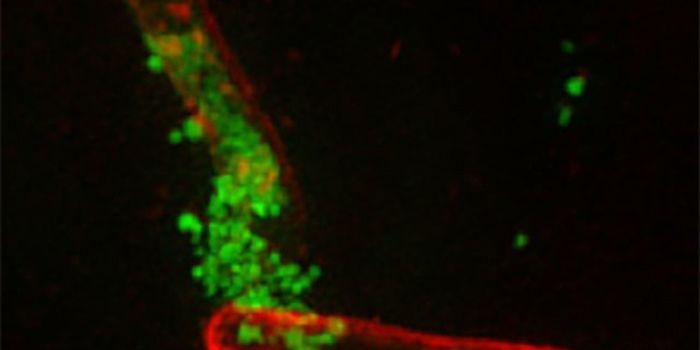 Star Shaped Polymer Shows Potential as new Antibiotic