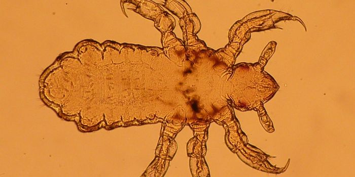 Potential Treatment for Chagas Disease