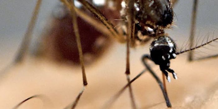Mosquitoes' Attraction to You May be Genetic