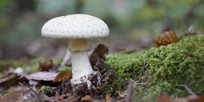 Death Cap Mushrooms - Investigating an Invasive Species in the US