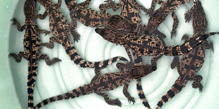 Nine Critically-Endangered Siamese Crocodiles Hatch in Cambodia