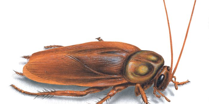 Cockroach's Ability to Squeeze into Tight Places Inspires New Type of Robot