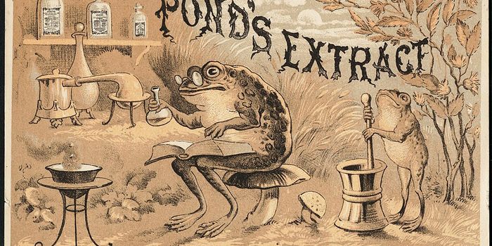 Nature's Pharmacy: Amphibian Peptides with Lavender Oil Heals Wounds