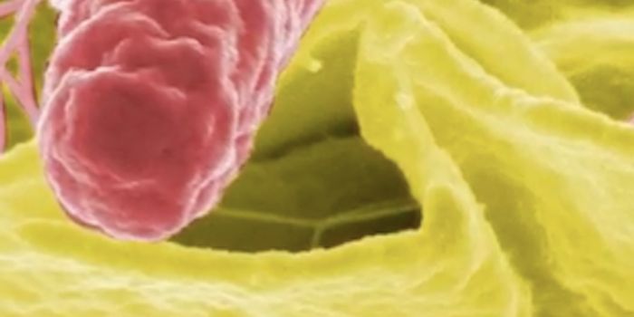 The Salmonella Bacterium