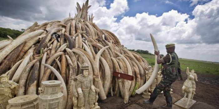 Kenya Will Light Fire to its Entire Confiscated Ivory Stockpile