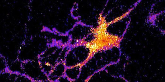 Bioluminescent Probe Makes Brain Cells Glow in the Dark