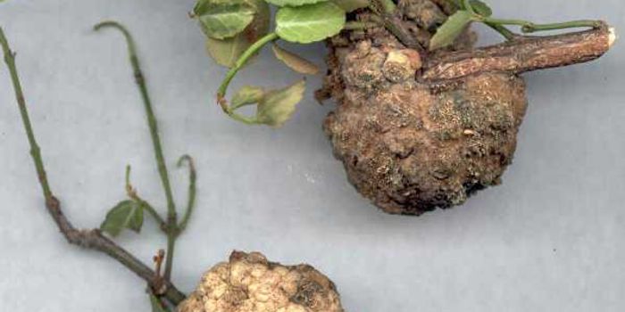 Better Know a Microbe: Agrobacterium tumefaciens