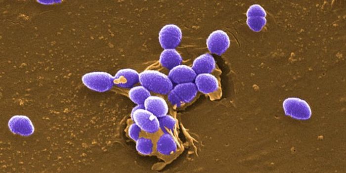 Researchers Identify a Novel, Beneficial Bacterium