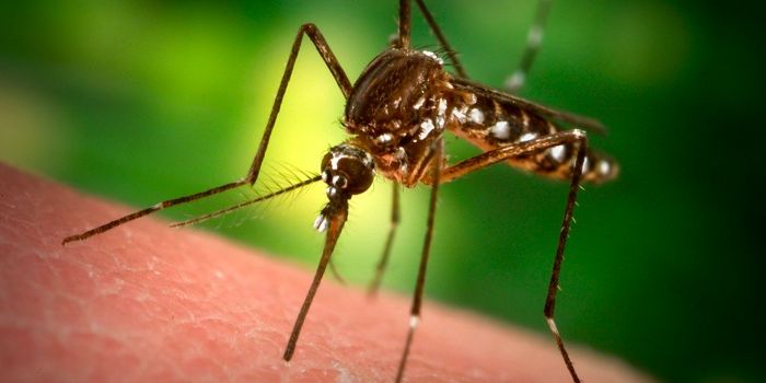 Researchers Demonstrate How Mosquitoes Rely on Warmth for Food