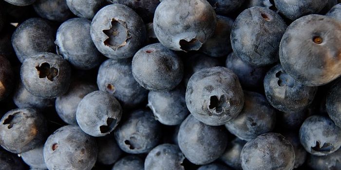 Tea, Berries, and Chocolate May Prevent Heart Disease and Extend Lifespan