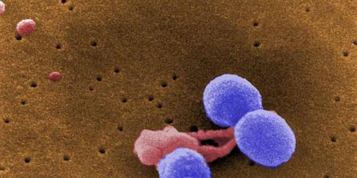 How Penicillin Blows Up Bacteria