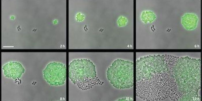 A sneaky way to antibiotic resistance