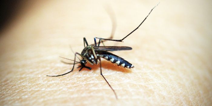Zika Strong Arms the Immune System
