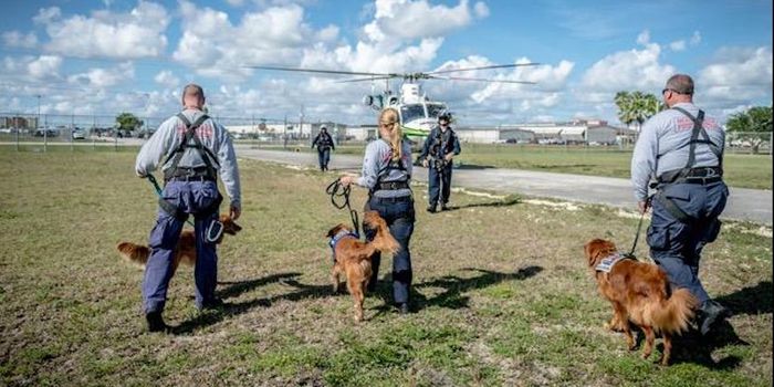 Search & Rescue Dogs Work Through the Stress of Travel
