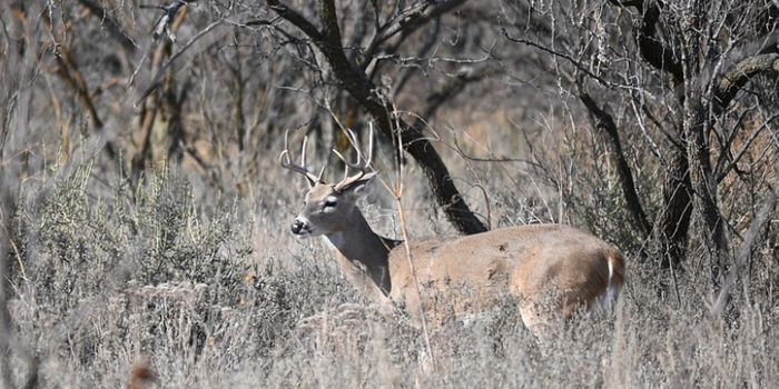 Did Chronic Wasting Disease-Infected Deer Sicken Two Hunters?