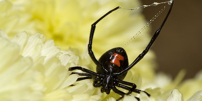 A virus with spider toxin?