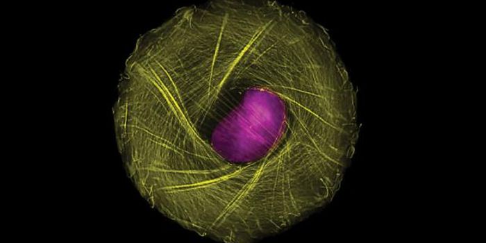 Actin Right - and Left