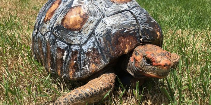 Injured Tortoise Gets a Brand New 3D-Printed Shell