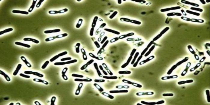 Oh, B. cereus - Antibiotics Make Hardier Bug