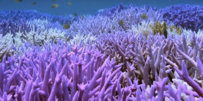 Some Coral Turn Neon When Stressed