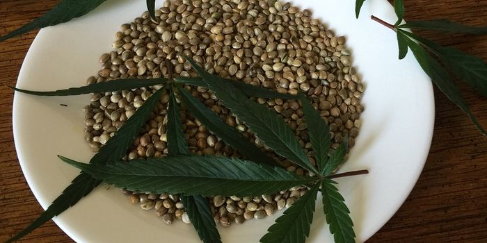 Hemp or Hype? Is Hemp the Real Deal?