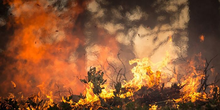 The Amazon is Still Burning