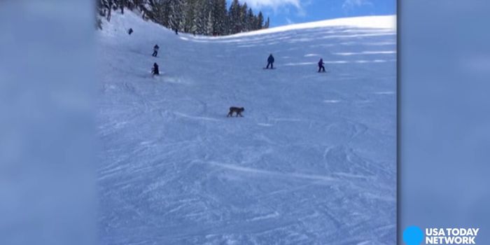 Lynx spotted at Colorado ski resort