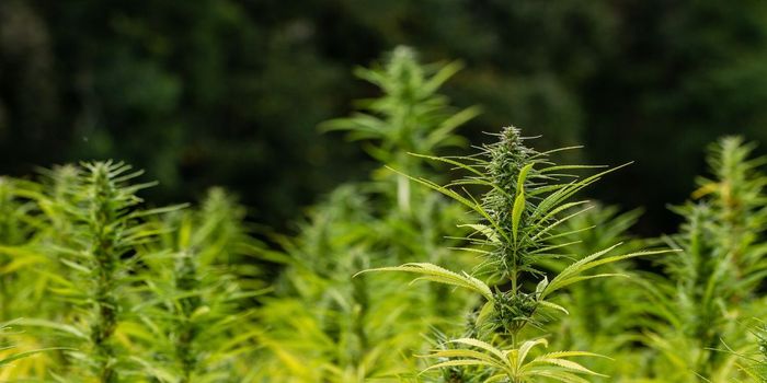 Women More Likely than Men to Swap Prescription Medication for Cannabis