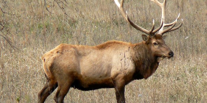 Video Shows Woman Being Charged by Elk at Yellowstone National Park