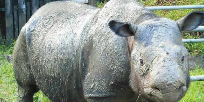 Malaysia's Last Surviving Sumatran Rhino Battles Health Problems