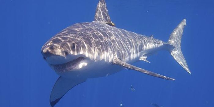 Why Are Sharks Killing So Many Sea Otters?