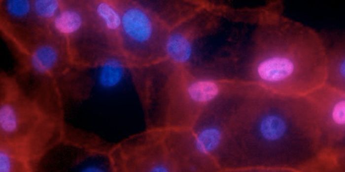 Finding a new way to Stop the Growth of Cancer