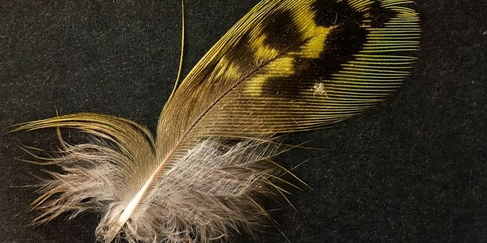 Feather From Elusive Night Parrot in Southern Australia Proves it's Alive and Well