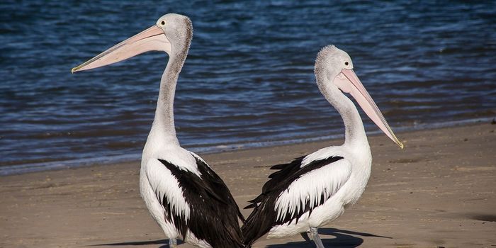 These Pelicans Aren't After Fish