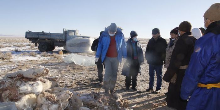 Deadly Virus Wipes Out 1/4 of Endangered Mongolian Saiga Antelope Population