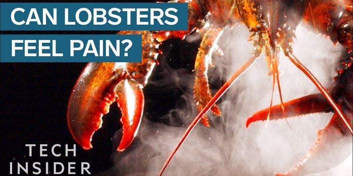 Ever Wonder Why Lobsters Get Boiled Alive?