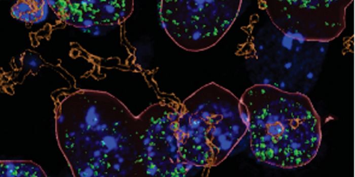 How Heavy Alcohol Use Causes Inflammation in the Brain