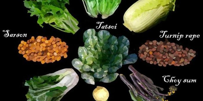 A Look Back at the Evolution of Greens