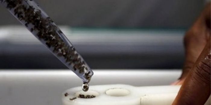 Zika: Potentially New Drug Target ID'ed