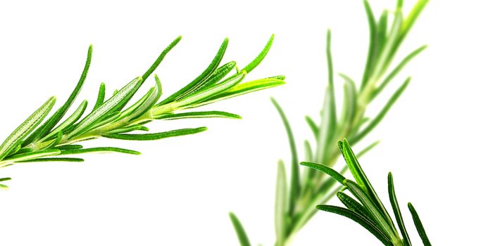 Rosemary Compound May Reduce for Cocaine Sensitivity