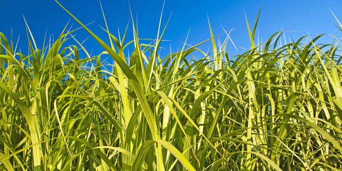 Flying on Grass: the biofuel boom
