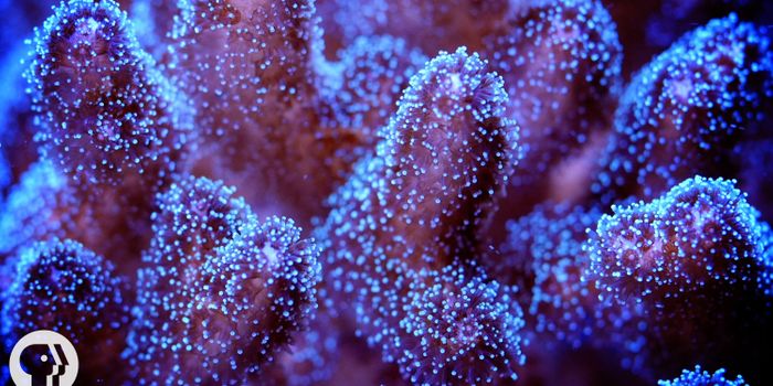 This is What Coral Looks Like Under the World's Strongest X-ray