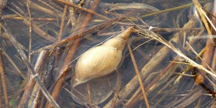 Agrochemicals increase the transmission of schistosomiasis